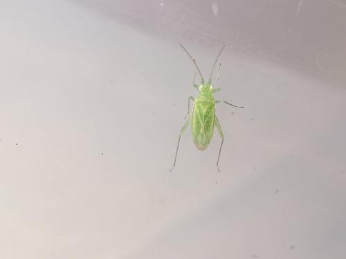 Brachynotocoris puncticornis